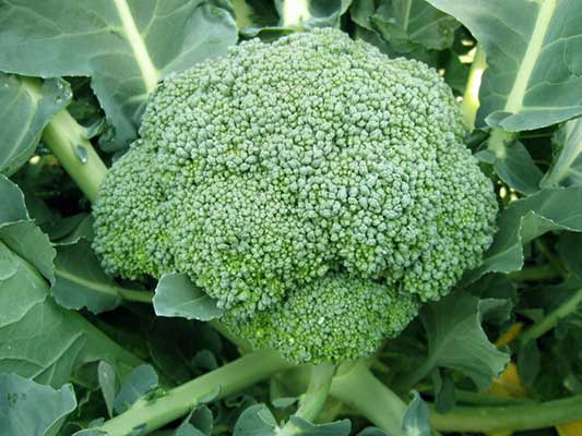 ブロッコリー