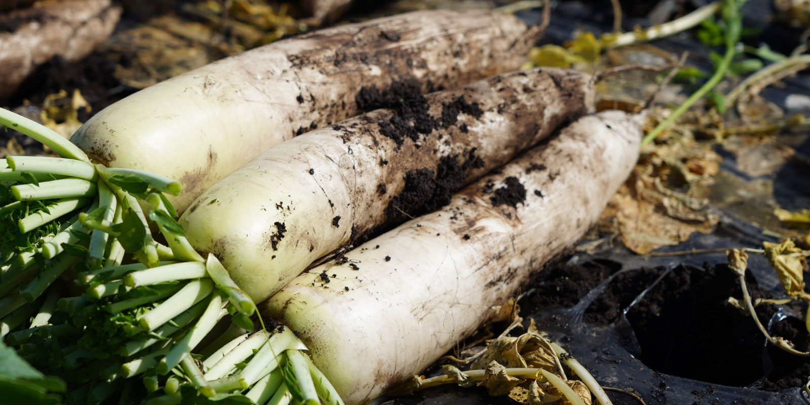 大根 - JA島原雲仙