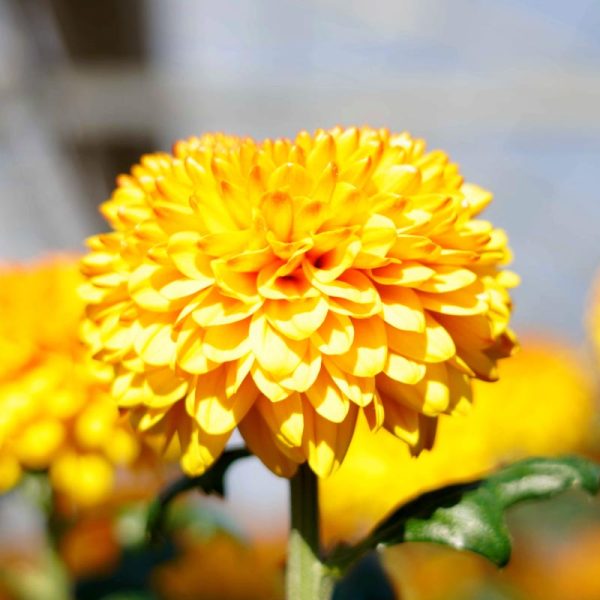 菊