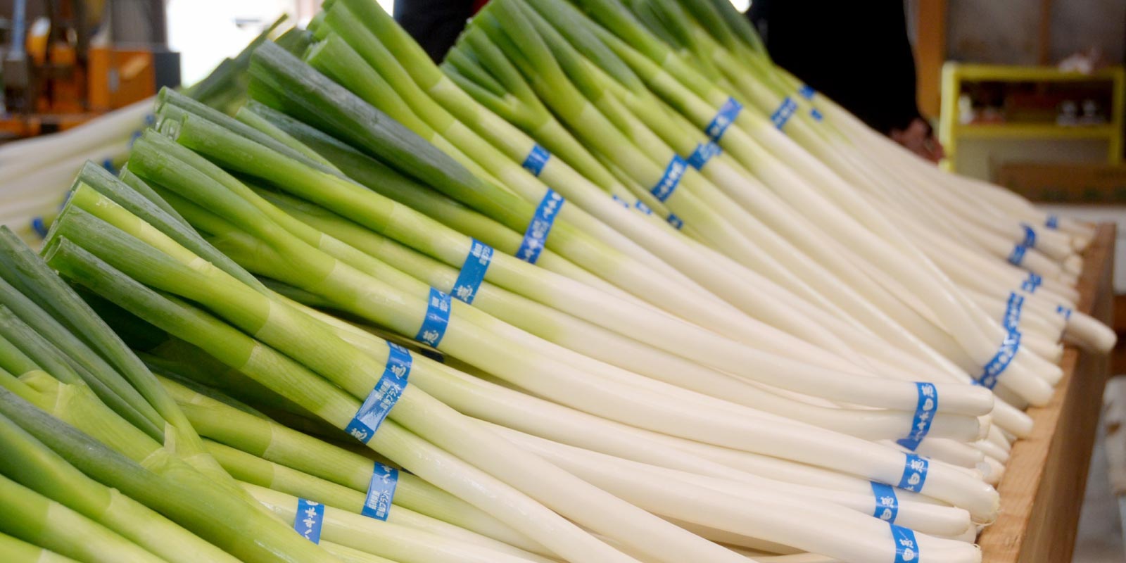 ネギ ねぎ - JA島原雲仙