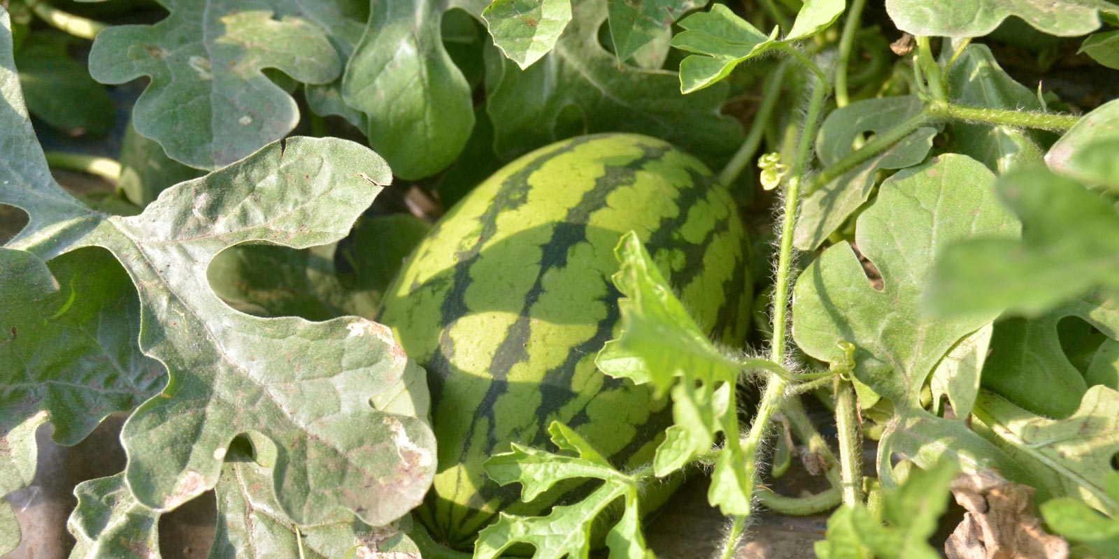 すいか - JA島原雲仙